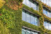 Grün bewachsene Hausfassade