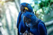 Papageipärchen - blaue Aras