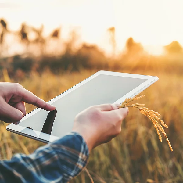 Digitale Transformation nachhaltig gestalten